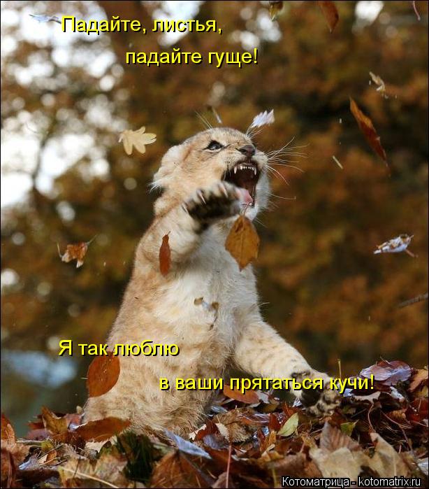 Падайте, листья, падайте гуще! Я так люблю в ваши прятаться кучи!... Котоматрица: Падайте, листья, падайте гуще! Я так люблю в ваши прятаться кучи!