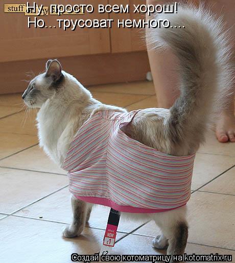 Ну, просто всем хорош! Но...трусоват немного.... Но...трусоват немного....... Котоматрица: Ну, просто всем хорош! Но...трусоват немного.... Но...трусоват немного....