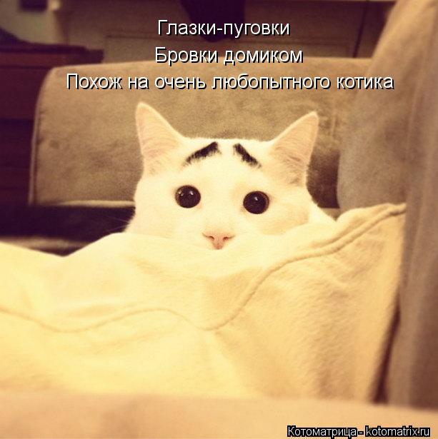 Глазки-пуговки Бровки домиком Похож на очень любопытного котика... Котоматрица: Глазки-пуговки Бровки домиком Похож на очень любопытного котика