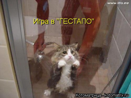 Игра в "ГЕСТАПО"... Котоматрица: Игра в "ГЕСТАПО"