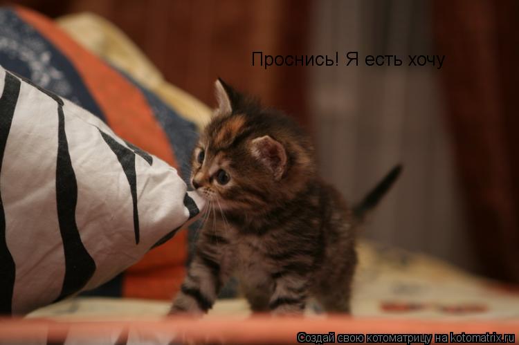 Котоматрица: Проснись! Я есть хочу