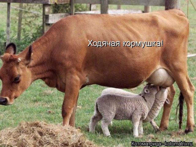 Ходячая кормушка!... Котоматрица: Ходячая кормушка!