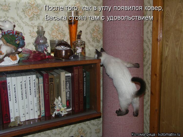 После того, как в углу появился ковер, Васька стоял там с удовольствием... Котоматрица: После того, как в углу появился ковер, Васька стоял там с удовольствием