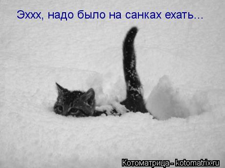 Эххх, надо было на санках ехать...... Котоматрица: Эххх, надо было на санках ехать...