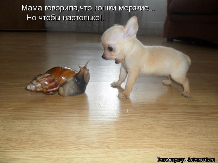 Мама говорила,что кошки мерзкие... Но чтобы настолько!...... Котоматрица: Мама говорила,что кошки мерзкие... Но чтобы настолько!...