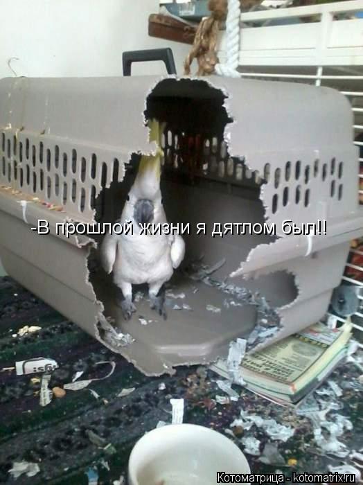 -В прошлой жизни я дятлом был!!... Котоматрица: -В прошлой жизни я дятлом был!!