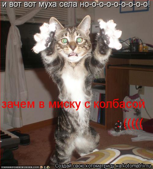 Котоматрица: и вот вот муха села но-о-о-о-о-о-о-о-о! зачем в миску с колбасой : (((((