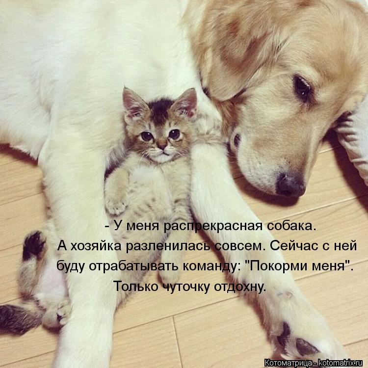 Котоматрица: - У меня распрекрасная собака. А хозяйка разленилась совсем. Сейчас с ней  буду отрабатывать команду: "Покорми меня". Только чуточку отдохну.