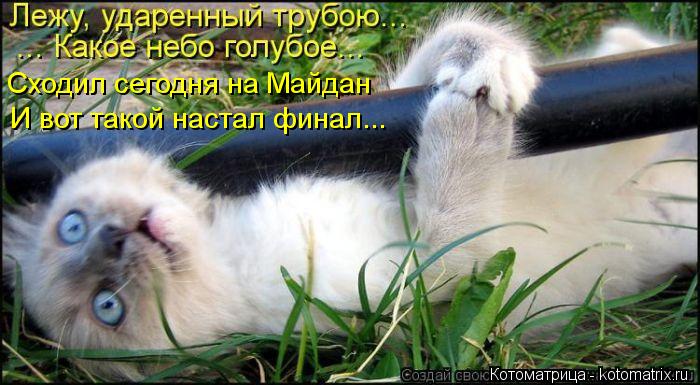 Сходил сегодня на Майдан И вот такой настал финал...... Котоматрица: Сходил сегодня на Майдан И вот такой настал финал...
