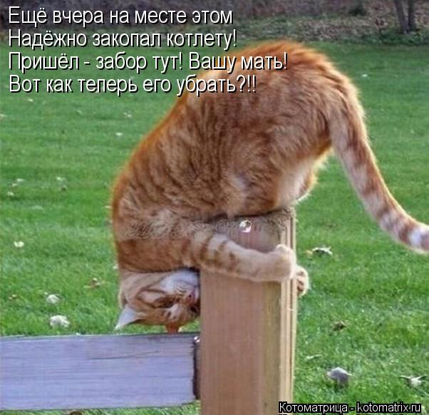 Котоматрица: Ещё вчера на месте этом Надёжно закопал котлету! Пришёл - забор тут! Вашу мать! Вот как теперь его убрать?!!