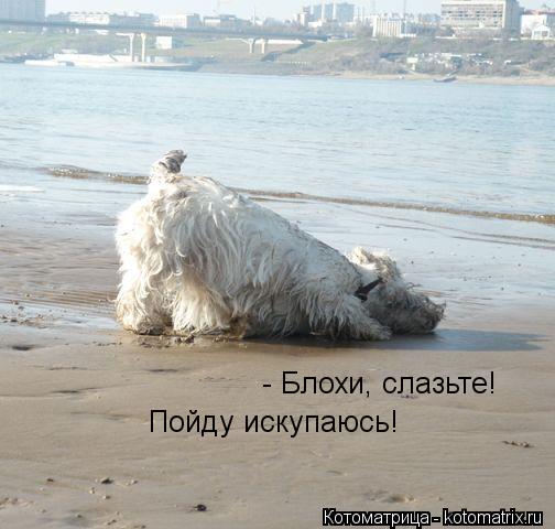 - Блохи, слазьте! Пойду искупаюсь!... Котоматрица: - Блохи, слазьте! Пойду искупаюсь!