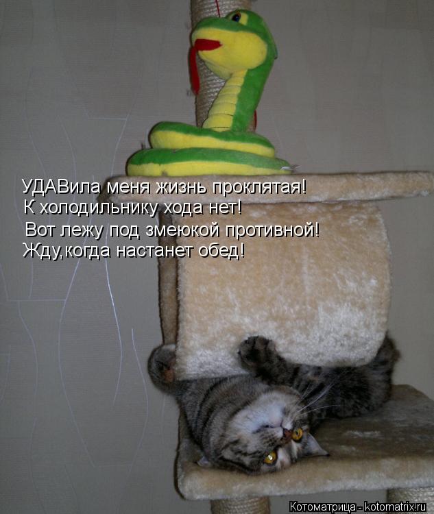 УДАВила меня жизнь проклятая! УДАВила меня жизнь проклятая! К холодильнику хода нет! Вот лежу под зме... Котоматрица: УДАВила меня жизнь проклятая! УДАВила меня жизнь проклятая! К холодильнику хода нет! Вот лежу под змеюкой противной! Жду,когда настанет обе