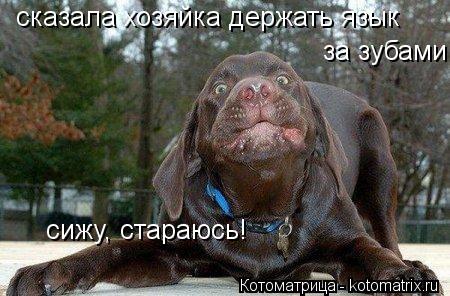 Котоматрица: сказала хозяйка держать язык за зубами сижу, стараюсь!