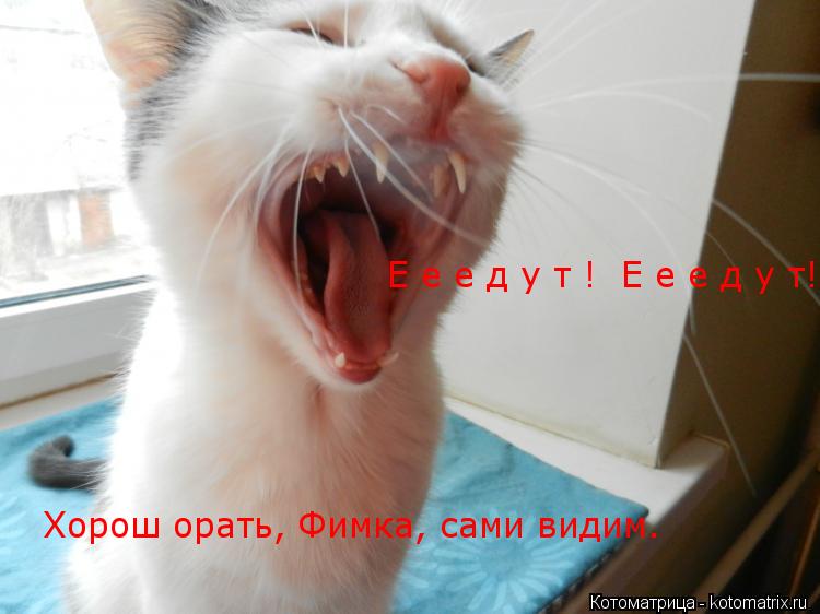 Котоматрица: Е е е д у т !  Е е е д у т! Хорош орать, Фимка, сами видим.
