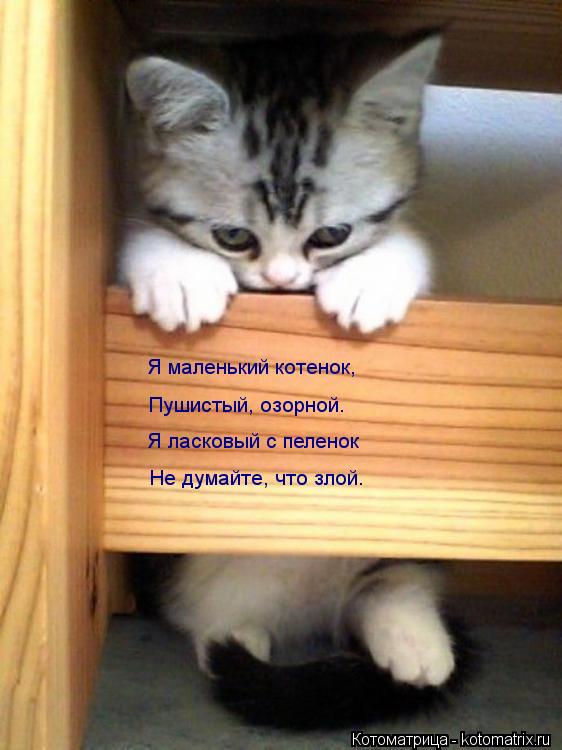 Я маленький котенок, Пушистый, озорной. Я ласковый с пеленок Не думайте, что злой.... Котоматрица: Я маленький котенок, Пушистый, озорной. Я ласковый с пеленок Не думайте, что злой.