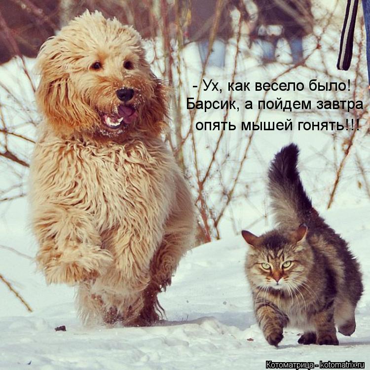 Котоматрица: - Ух, как весело было! Барсик, а пойдем завтра опять мышей гонять!!!