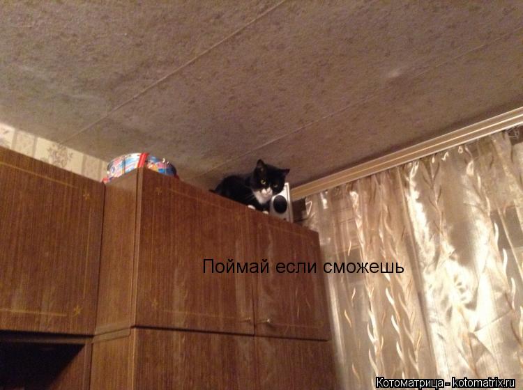 Котоматрица: Поймай если сможешь
