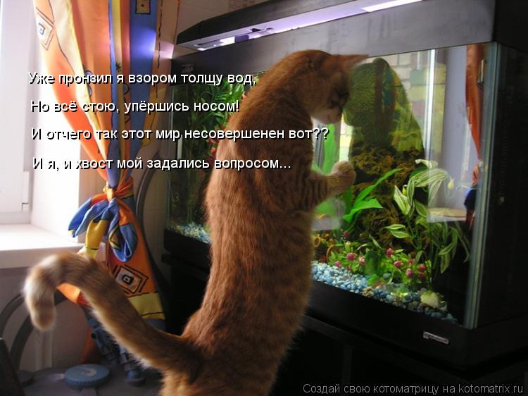Уже пронзил я взором толщу вод, Но всё стою, упёршись носом! И отчего так этот мир несовершенен вот??... Котоматрица: Уже пронзил я взором толщу вод, Но всё стою, упёршись носом! И отчего так этот мир несовершенен вот?? И я, и хвост мой задались вопросом...