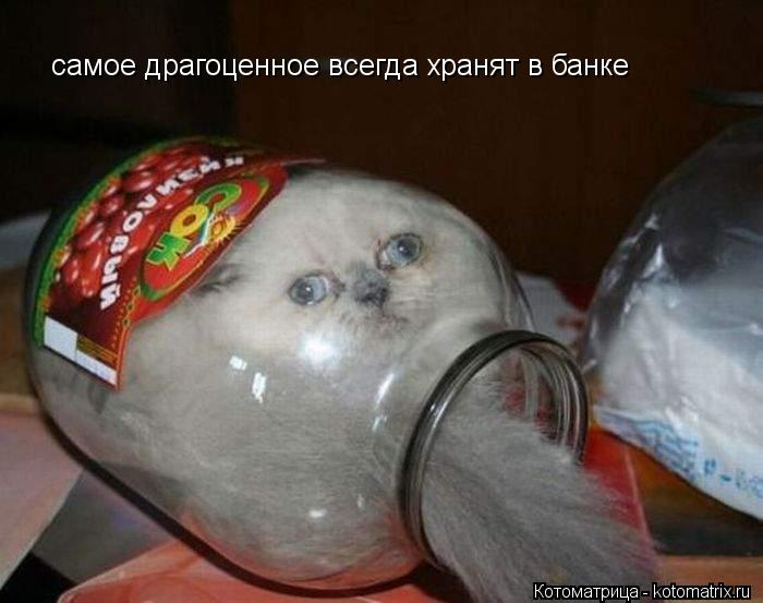 самое драгоценное всегда хранят в банке... Котоматрица: самое драгоценное всегда хранят в банке
