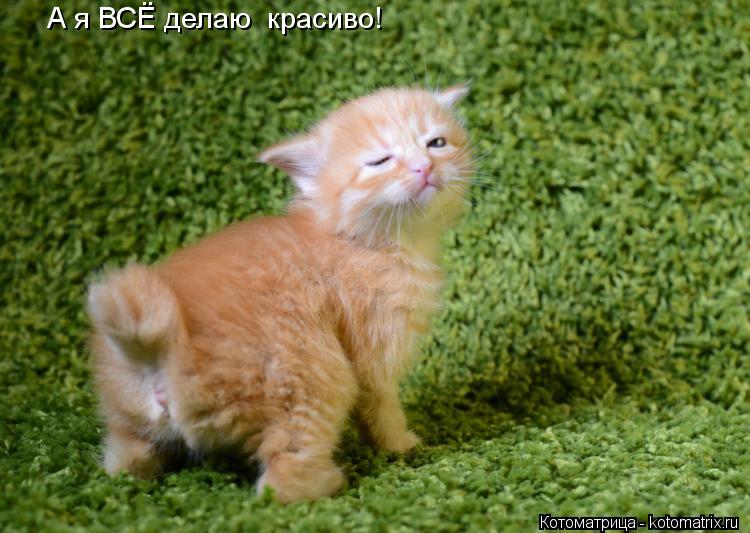 А я ВСЁ делаю красиво!... Котоматрица: А я ВСЁ делаю красиво!