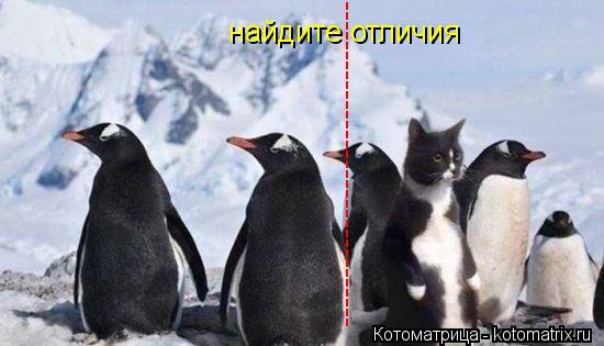 ---------------------------------------------------------------------------------- найдите отличия... Котоматрица: ---------------------------------------------------------------------------------- найдите отличия