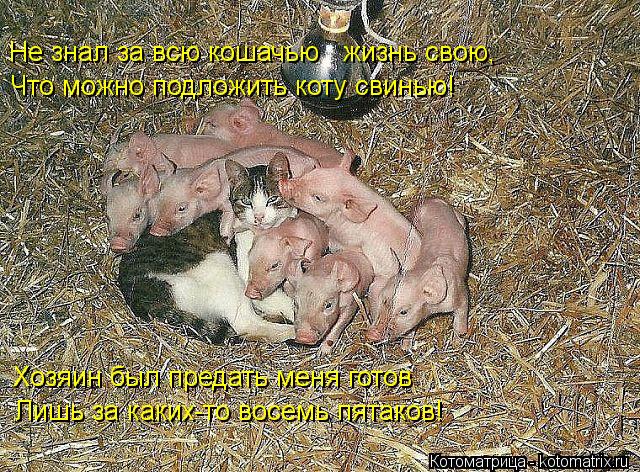 Не знал за всю кошачью жизнь свою, Что можно подложить коту свинью! Хозяин был предать меня готов Л... Котоматрица: Не знал за всю кошачью жизнь свою, Что можно подложить коту свинью! Хозяин был предать меня готов Лишь за каких-то восемь пятаков!