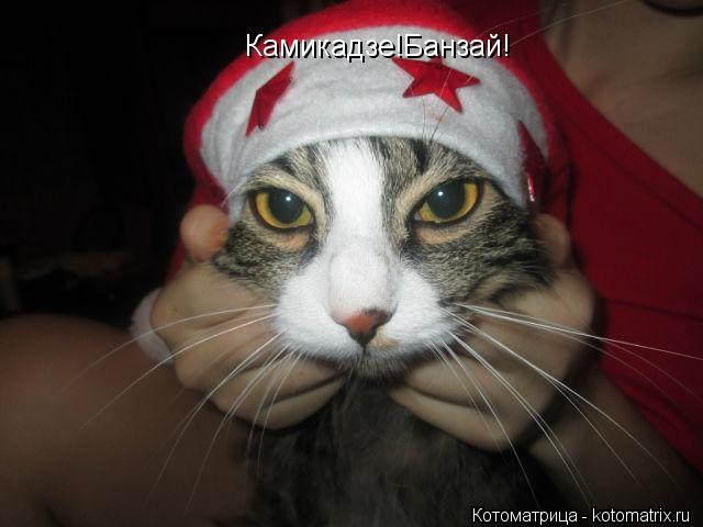 Камикадзе!Банзай!... Котоматрица: Камикадзе!Банзай!