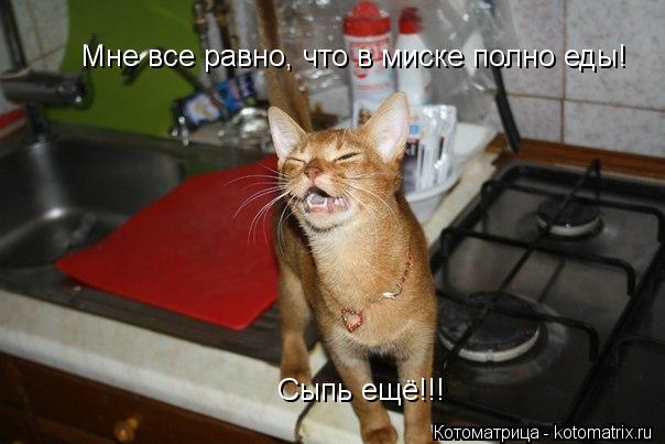 Мне все равно, что в миске полно еды! Сыпь ещё!!!... Котоматрица: Мне все равно, что в миске полно еды! Сыпь ещё!!!