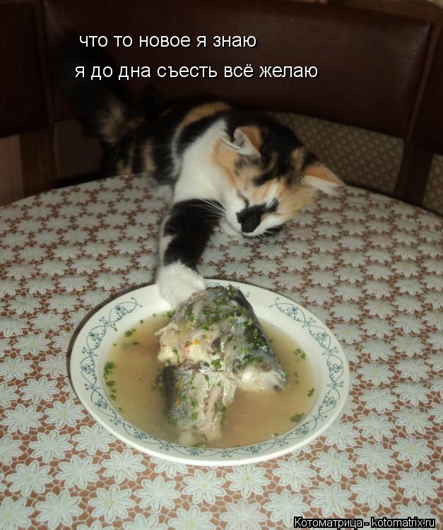 Котоматрица: что то новое я знаю я до дна съесть всё желаю