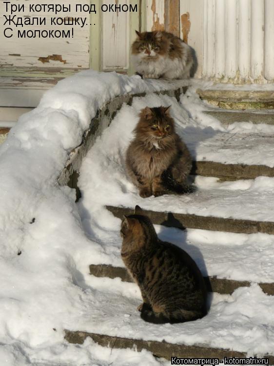 Три котяры под окном Ждали кошку... С молоком!... Котоматрица: Три котяры под окном Ждали кошку... С молоком!