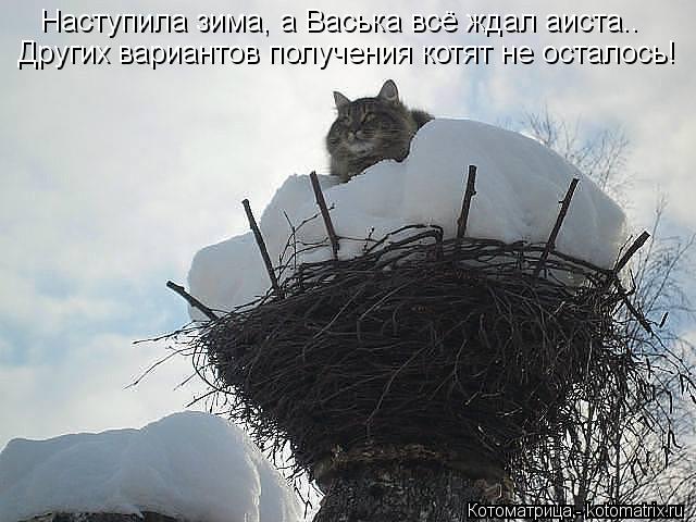 Наступила зима, а Васька всё ждал аиста.. Других вариантов получения котят не осталось!... Котоматрица: Наступила зима, а Васька всё ждал аиста.. Других вариантов получения котят не осталось!