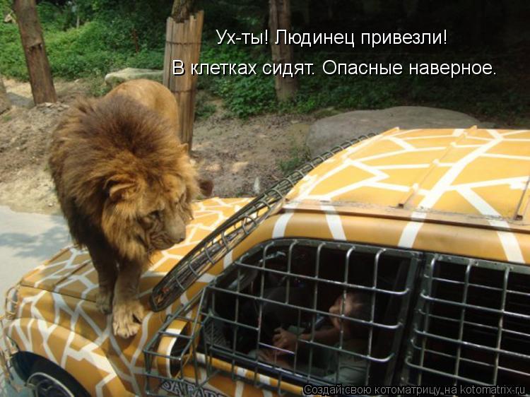 Ух-ты! Людинец привезли! В клетках сидят. Опасные наверное.... Котоматрица: Ух-ты! Людинец привезли! В клетках сидят. Опасные наверное.