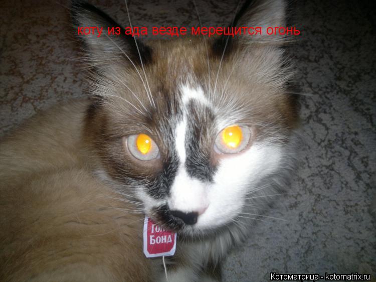 коту из ада везде мерещится огонь... Котоматрица: коту из ада везде мерещится огонь