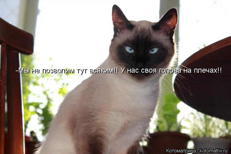 -Мы не позволим тут всяким!! У нас своя голова на плечах!!... Котоматрица: -Мы не позволим тут всяким!! У нас своя голова на плечах!!