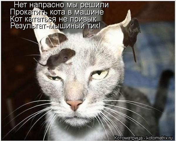 Нет напрасно мы решили Прокатить кота в машине Кот кататься не привык Результат-мышиный тик!... Котоматрица: Нет напрасно мы решили Прокатить кота в машине Кот кататься не привык Результат-мышиный тик!