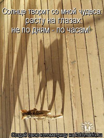 Солнце творит со мной чудеса: расту на глазах: не по дням - по часам!... Котоматрица: Солнце творит со мной чудеса: расту на глазах: не по дням - по часам!