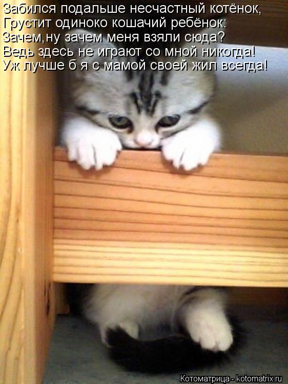 Забился подальше несчастный котёнок, Грустит одиноко кошачий ребёнок: Зачем,ну зачем меня взяли сюда?... Котоматрица: Забился подальше несчастный котёнок, Грустит одиноко кошачий ребёнок: Зачем,ну зачем меня взяли сюда? Ведь здесь не играют со мной никогда!