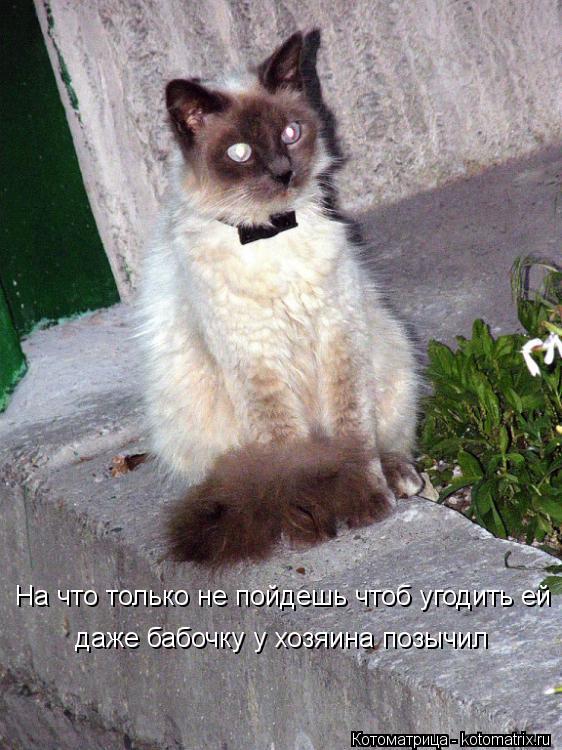 На что только не пойдешь чтоб угодить ей даже бабочку у хозяина позычил... Котоматрица: На что только не пойдешь чтоб угодить ей даже бабочку у хозяина позычил