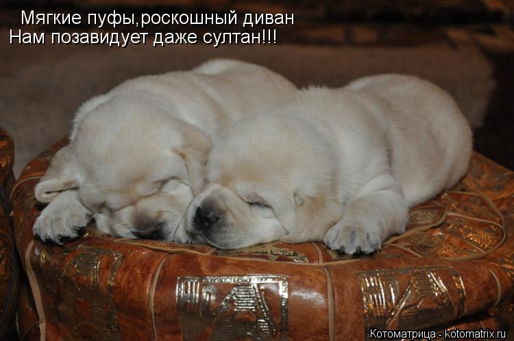 Мягкие пуфы,роскошный диван Нам позавидует даже султан!!!... Котоматрица: Мягкие пуфы,роскошный диван Нам позавидует даже султан!!!