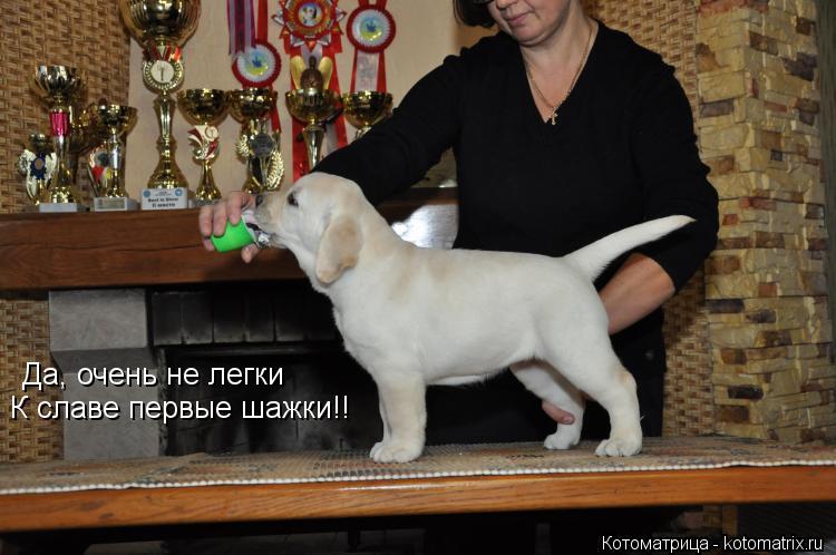 Да, очень не легки К славе первые шажки!!... Котоматрица: Да, очень не легки К славе первые шажки!!