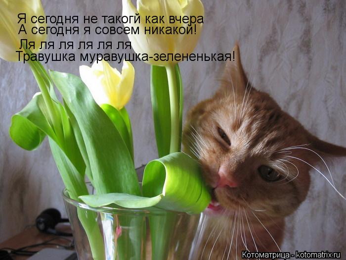 Я сегодня не такогй как вчера А сегодня я совсем никакой! Ля ля ля ля ля ля Травушка муравушка-зелене... Котоматрица: Я сегодня не такогй как вчера А сегодня я совсем никакой! Ля ля ля ля ля ля Травушка муравушка-зелененькая!
