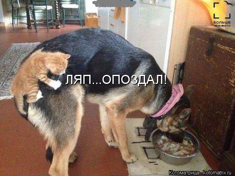 ЛЯП...ОПОЗДАЛ!... Котоматрица: ЛЯП...ОПОЗДАЛ!