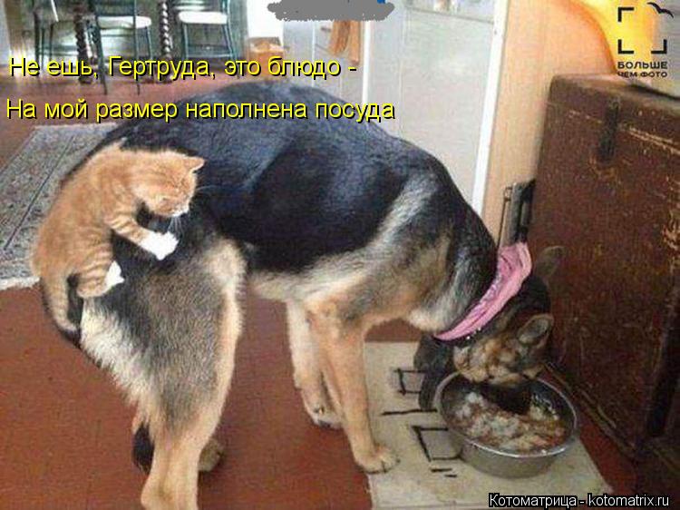 Не ешь, Гертруда, это блюдо - На мой размер наполнена посуда... Котоматрица: Не ешь, Гертруда, это блюдо - На мой размер наполнена посуда