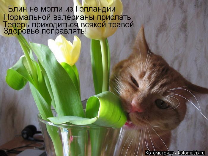 Блин не могли из Голландии Нормальной валерианы прислать Теперь приходиться всякой травой Здоровье по... Котоматрица: Блин не могли из Голландии Нормальной валерианы прислать Теперь приходиться всякой травой Здоровье поправлять!