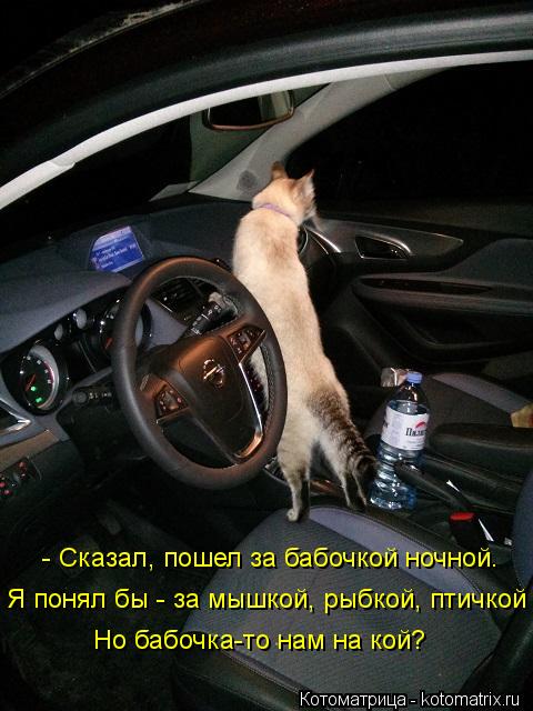 - Сказал, пошел за бабочкой ночной. Я понял бы - за мышкой, рыбкой, птичкой ... Но бабочка-то нам на... Котоматрица: - Сказал, пошел за бабочкой ночной. Я понял бы - за мышкой, рыбкой, птичкой ... Но бабочка-то нам на кой?