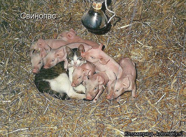 Свинопас... Котоматрица: Свинопас