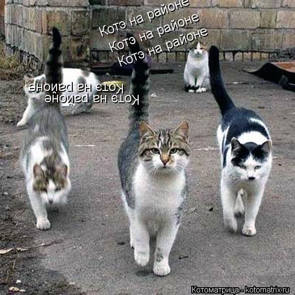 Котэ на районе Котэ на районе Котэ на районе Котэ на районе Котэ на районе... Котоматрица: Котэ на районе Котэ на районе Котэ на районе Котэ на районе Котэ на районе