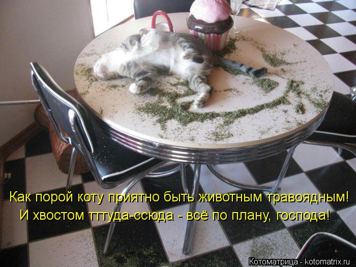 Как порой коту приятно быть животным травоядным! И хвостом тттуда-ссюда - всё по плану, господа!... Котоматрица: Как порой коту приятно быть животным травоядным! И хвостом тттуда-ссюда - всё по плану, господа!