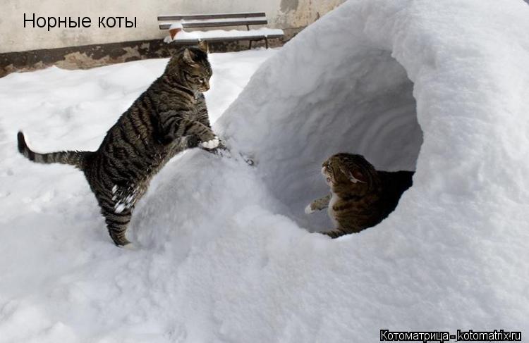 Норные коты... Котоматрица: Норные коты