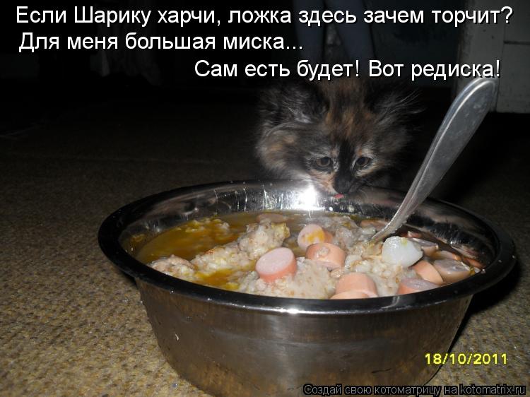 Если Шарику харчи, ложка здесь зачем торчит? Для меня большая миска... Сам есть будет! Вот редиска!... Котоматрица: Если Шарику харчи, ложка здесь зачем торчит? Для меня большая миска... Сам есть будет! Вот редиска!